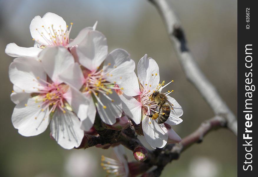 Spring blossoms with a bee. Spring blossoms with a bee