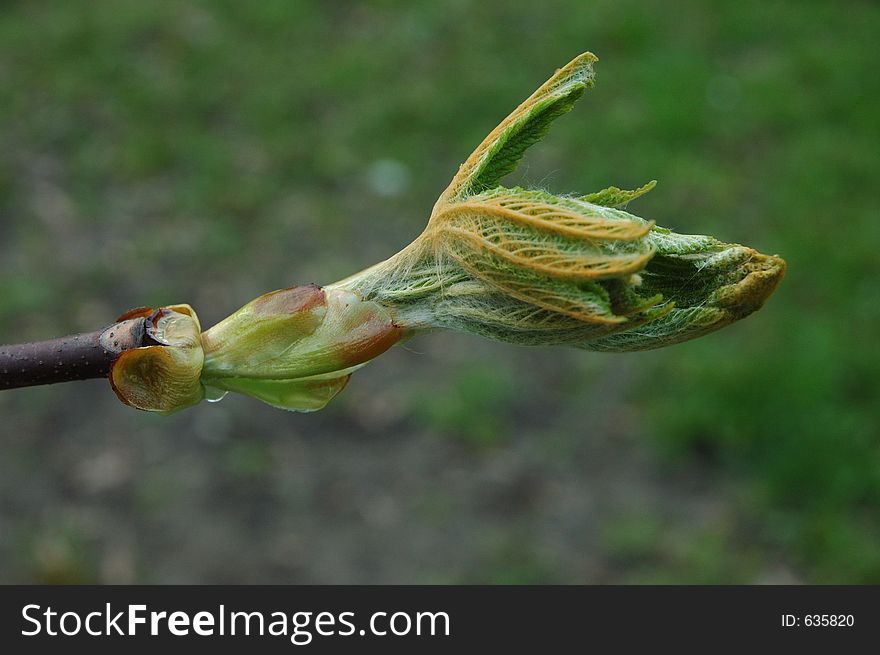 Spray Of Young Chestnut Leafs