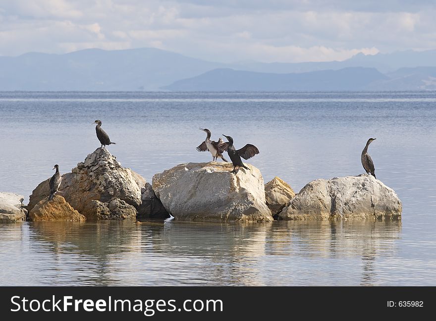 Cormorants in Stintino, Sardinia, Italy