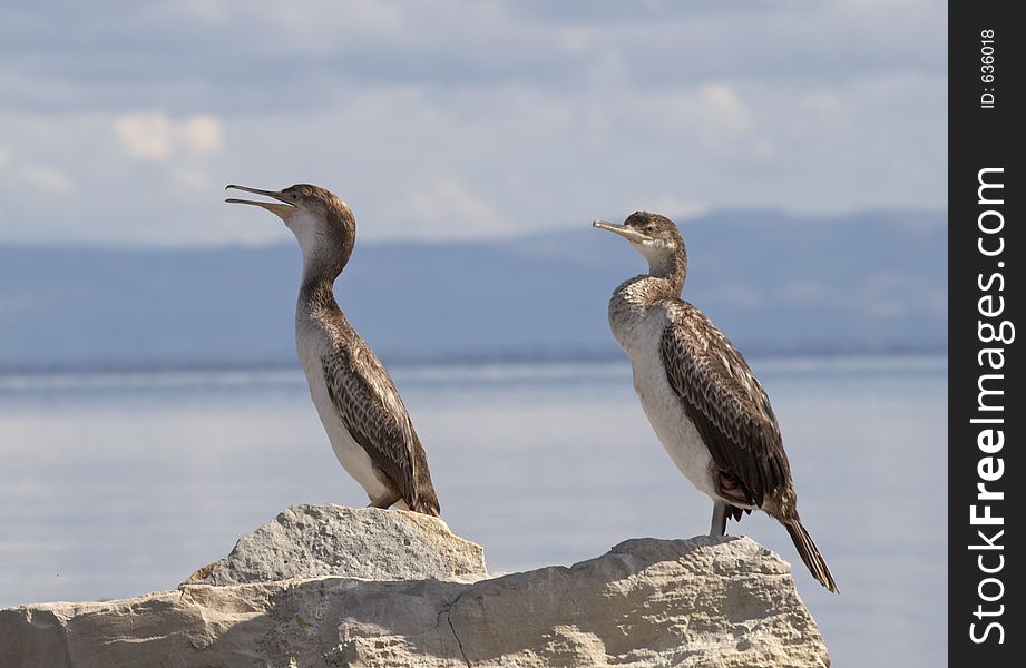 Cormorants in Stintino, Sardinia, Italy