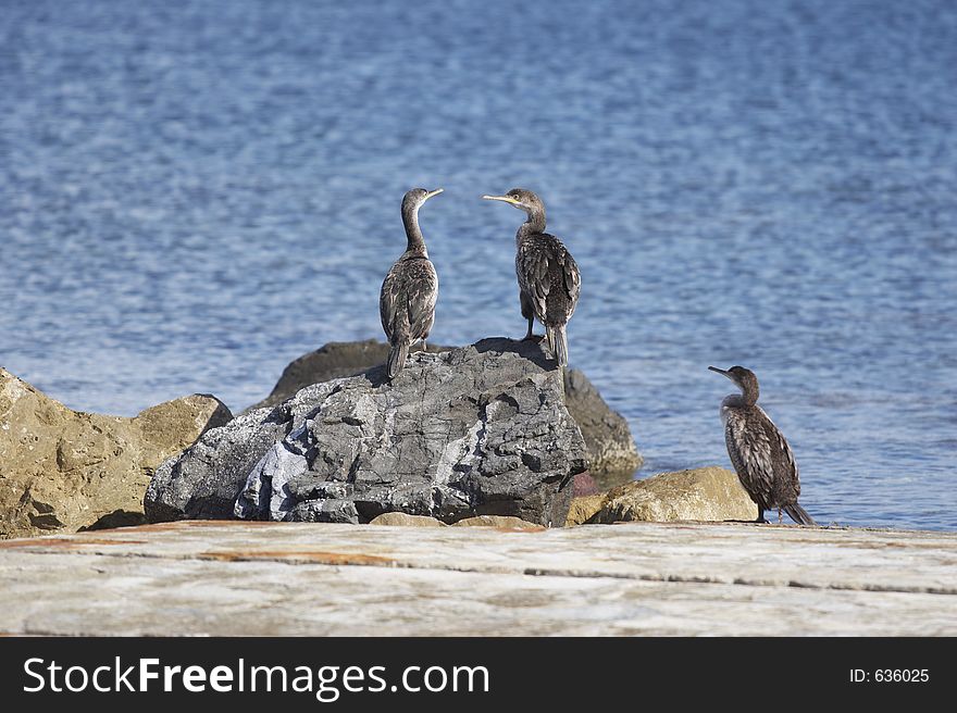 Cormorants in Stintino, Sardinia, Italy