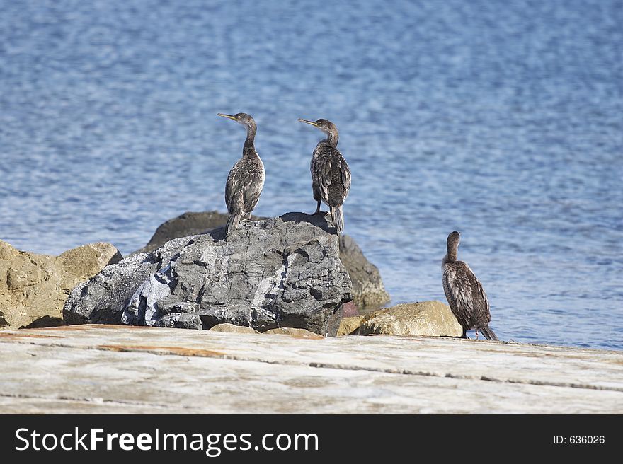Cormorants in Stintino, Sardinia, Italy