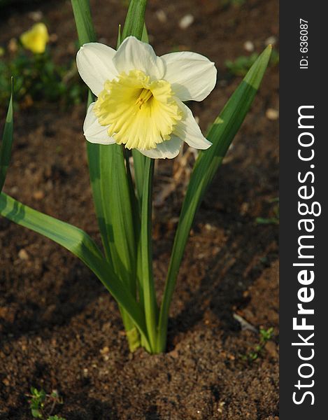 Jonquil (Narcissus pseudonarcissus) in the garden. Jonquil (Narcissus pseudonarcissus) in the garden