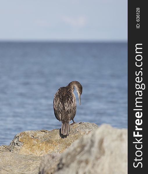 Cormorant in Stintino, Sardinia, Italy