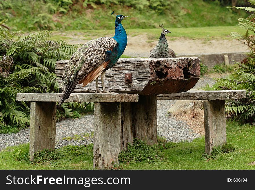 A peacock and peahen at a picnic table. A peacock and peahen at a picnic table