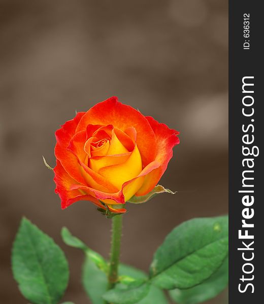 Beautiful Rose