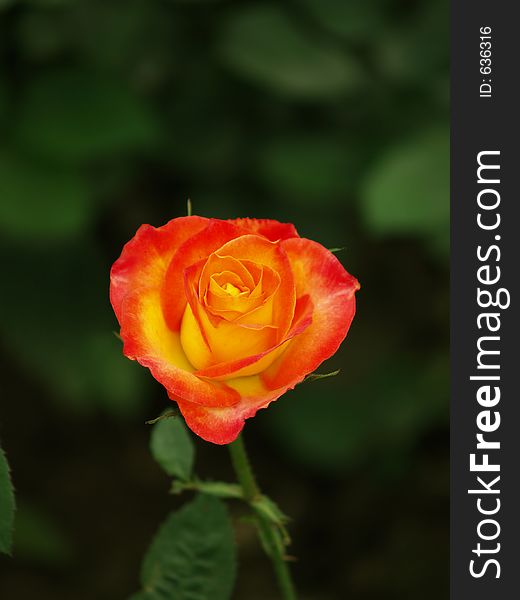 Close view of a beautiful Rose.