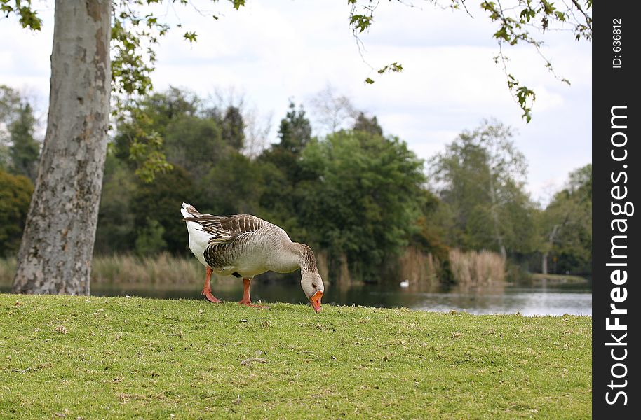 Goose feeding at the lake