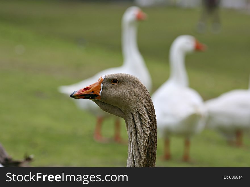 Goose giving you a curious look