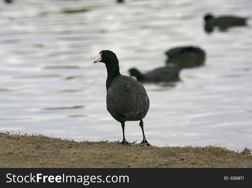 American Coot looking back from the edge of the lake