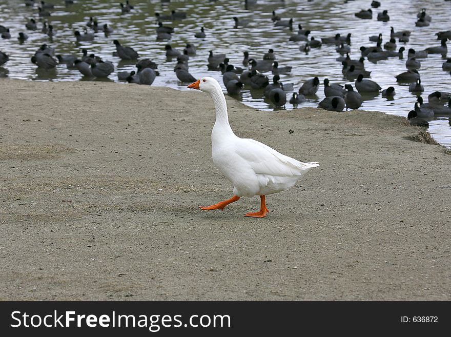 Lone embden at the lake amidst a flock of coots.