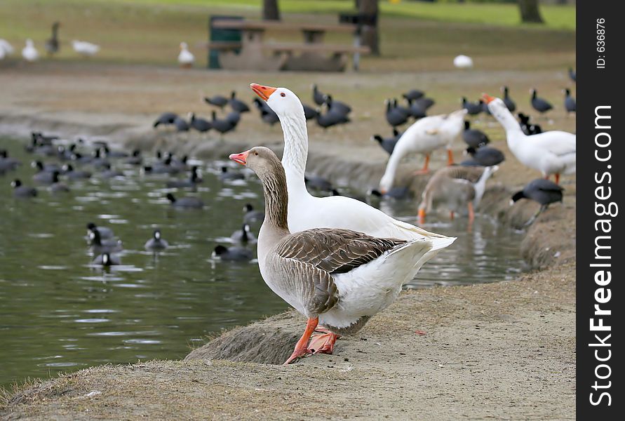 Two geese drinking from the lake. Two geese drinking from the lake