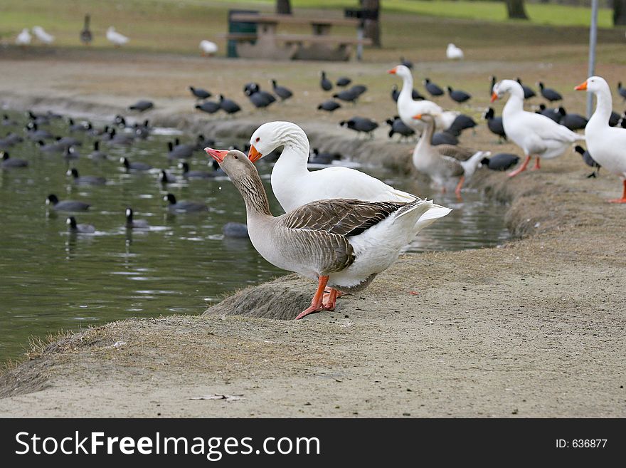 Two geese drinking from the lake. Two geese drinking from the lake