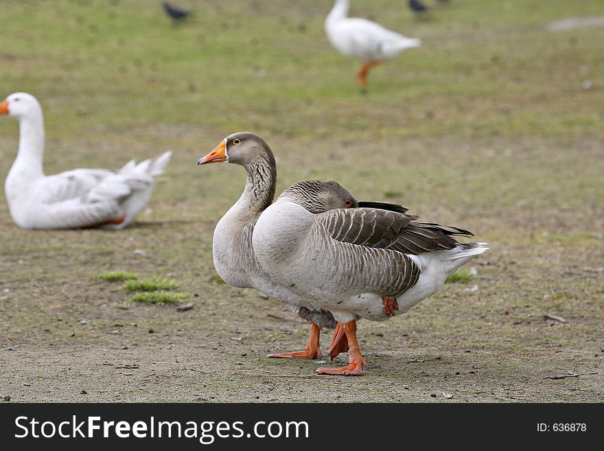 Geese standing on one foot