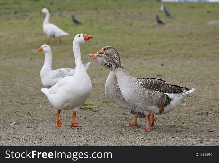 Geese having a conversation. Geese having a conversation