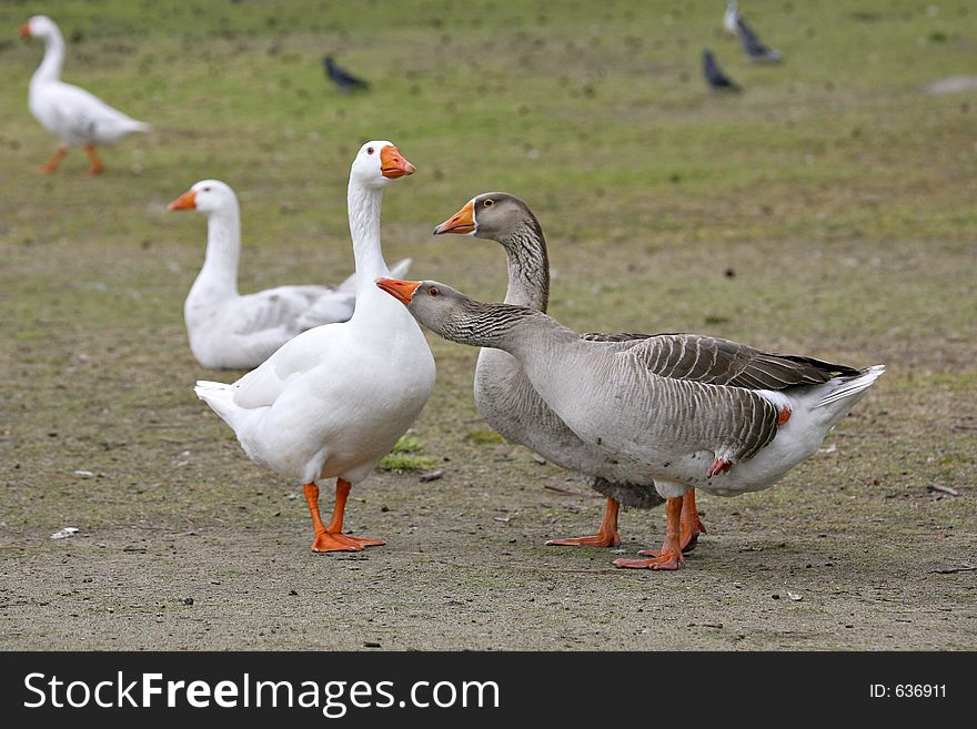 Geese having a conversation. Geese having a conversation