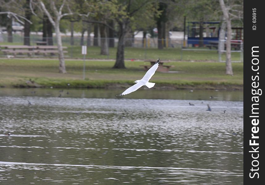 Ring-billed gull