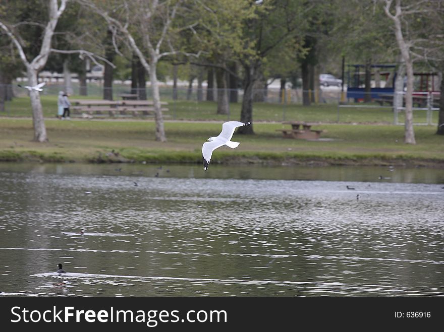 Ring-billed gull in flight