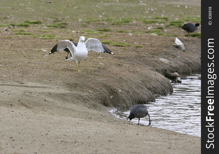 Ring-Billed Gull