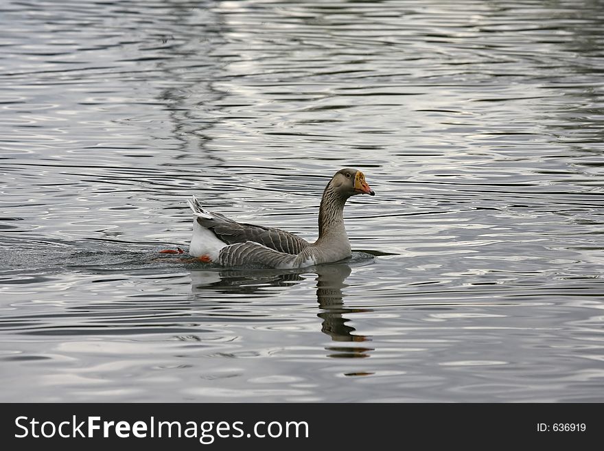 Goose swimming in the lake