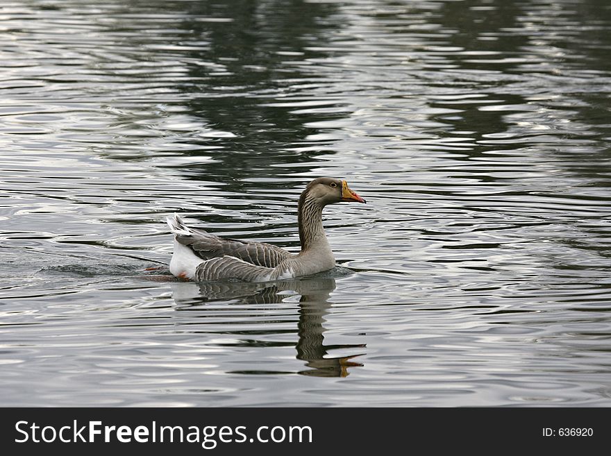 Goose swimming in the lake