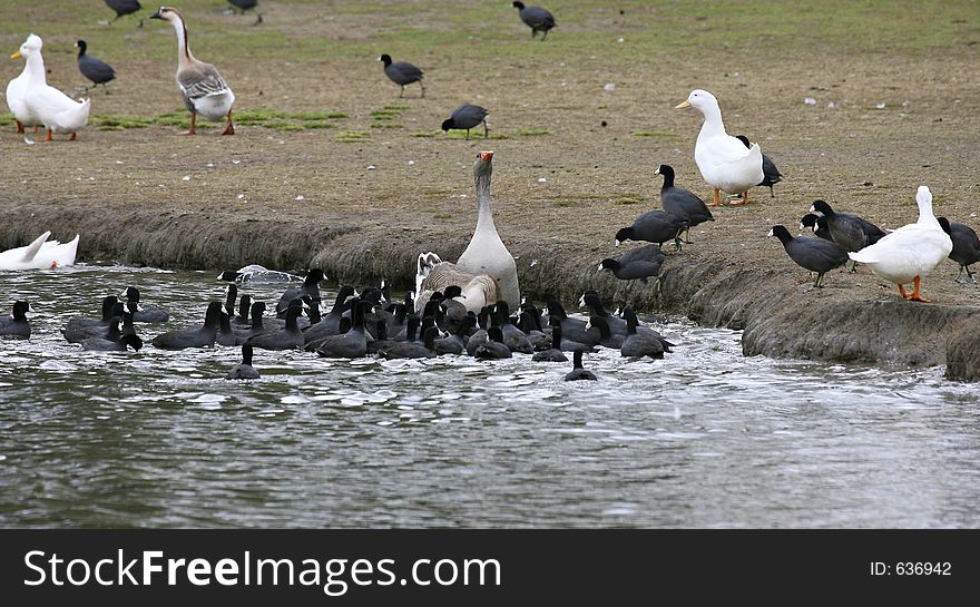 Goose with food attracts a swarm of American Coots. Goose with food attracts a swarm of American Coots