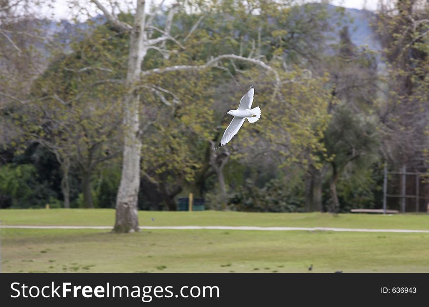 Ring-billed gull