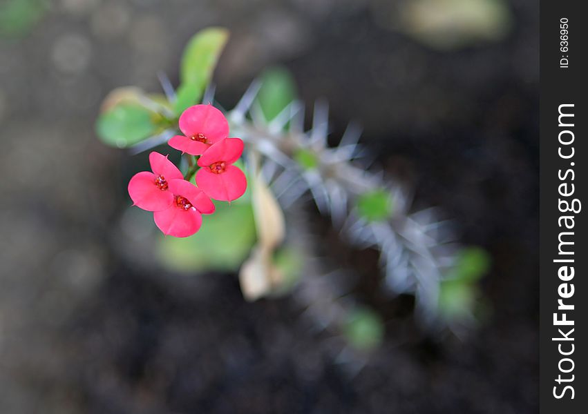 Pink and spiky euphorbia plant