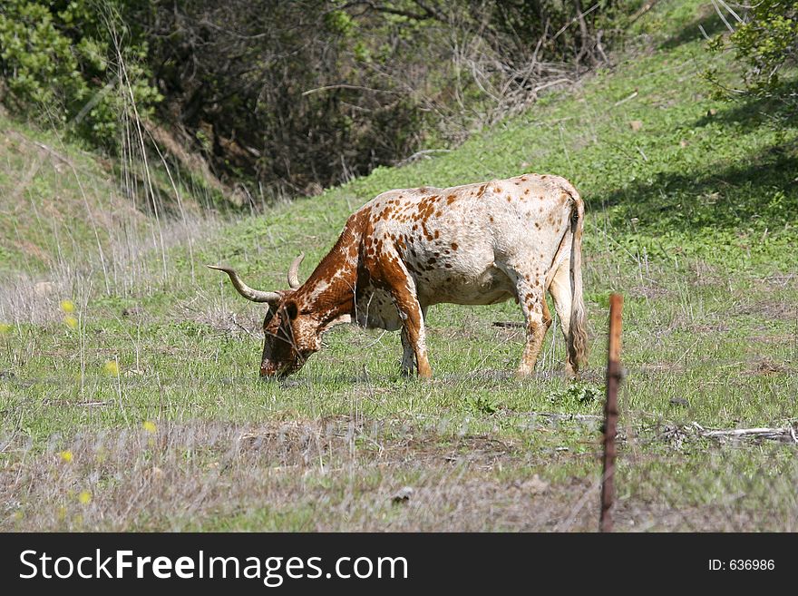 Solitary bull grazing in an empty field. Solitary bull grazing in an empty field