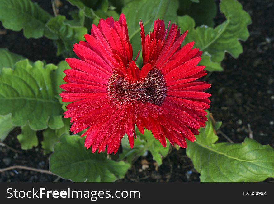 One of a kind deformed daisy with two buds joined into one. One of a kind deformed daisy with two buds joined into one.