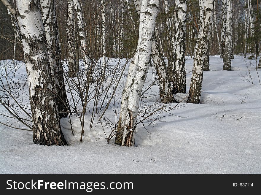 Birch Wood.