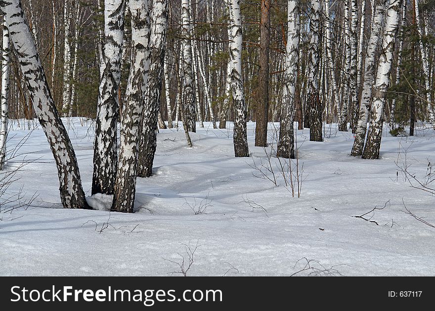 The photo is made in the city of Moscow (Russia) in wood park Kuzminki. First attributes of spring. Original date/time: 2006:03:28 11:31:21. The photo is made in the city of Moscow (Russia) in wood park Kuzminki. First attributes of spring. Original date/time: 2006:03:28 11:31:21.