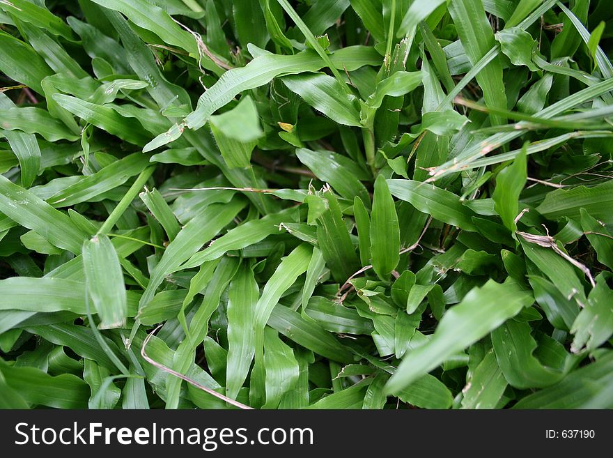 Close up of some lawn. Close up of some lawn.