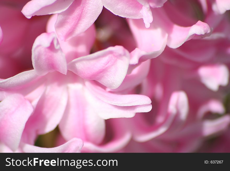 Close up of pink Hyacinth