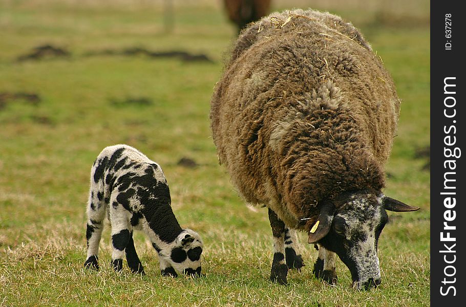 Young And Old Sheep