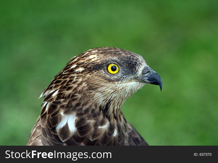 Eagle sitting on the ground