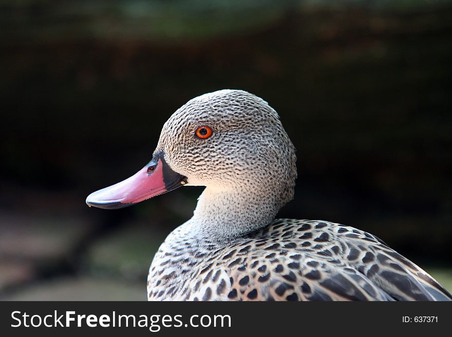 Beautiful duck