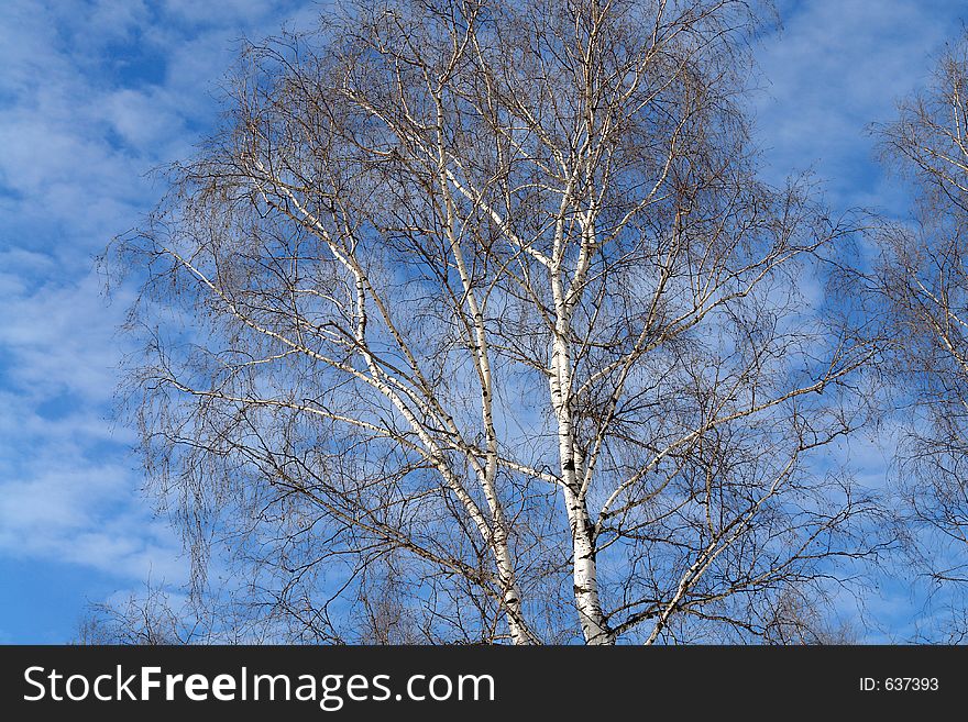 The photo is made in the city of Moscow (Russia) in wood park Kuzminki. First attributes of spring. Original date/time: 2006:03:28 11:47:34.