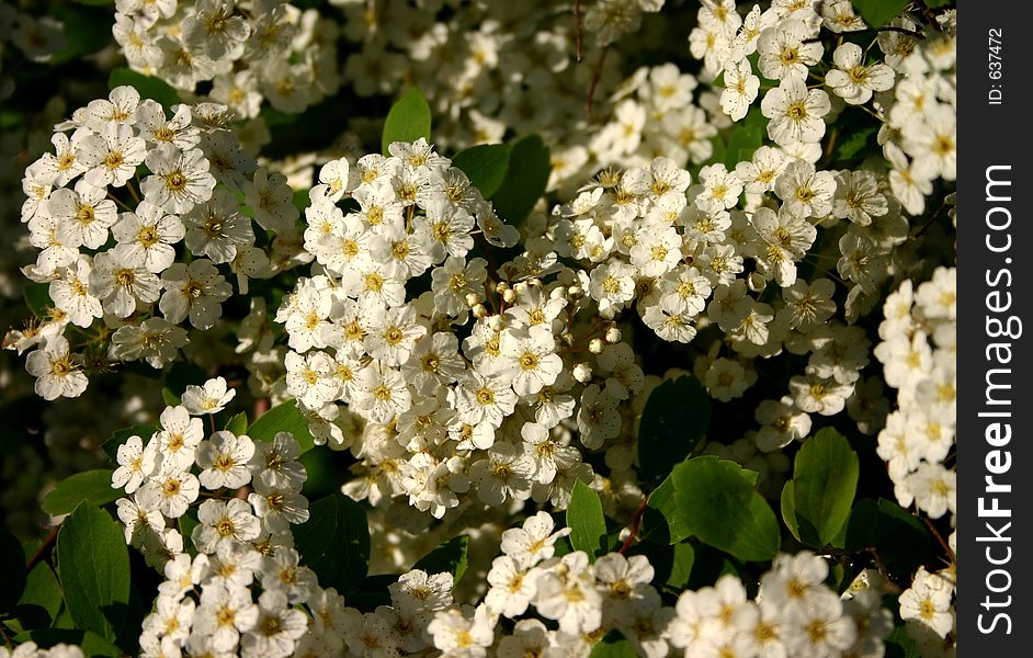 Tiny white blossoms in spring