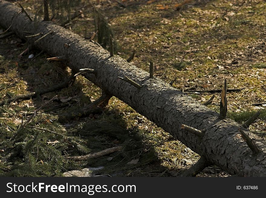 Fallen tree truck in woods