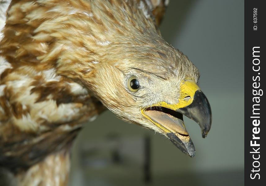 Stuffed eagle in a pose, shallow depth of field