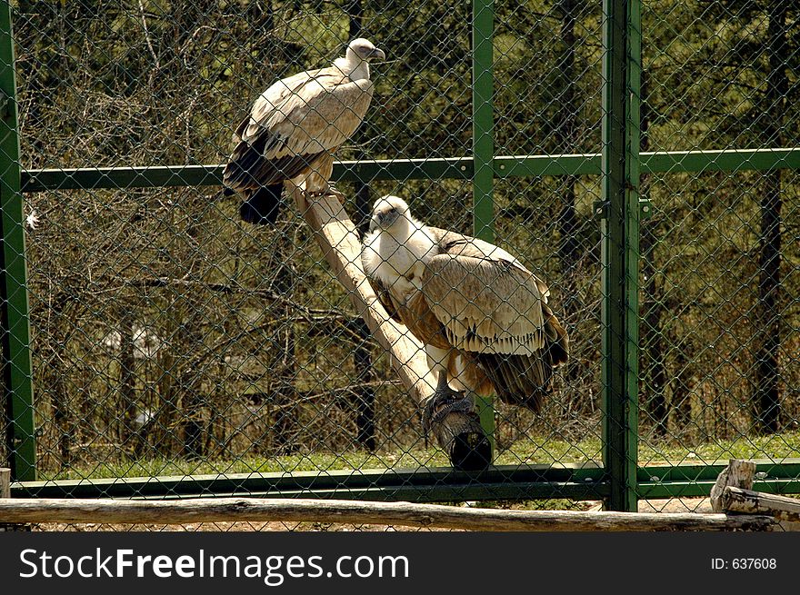 Gryphons in a cage. Gryphons in a cage