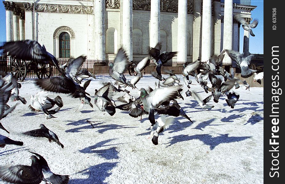 Doves turmoil in Saint-Petersburg. Camera Nikon F65, lens Nikkor 28-80G, film Kodak Elite 200, scanner Konica Minolta Scan Dual IV