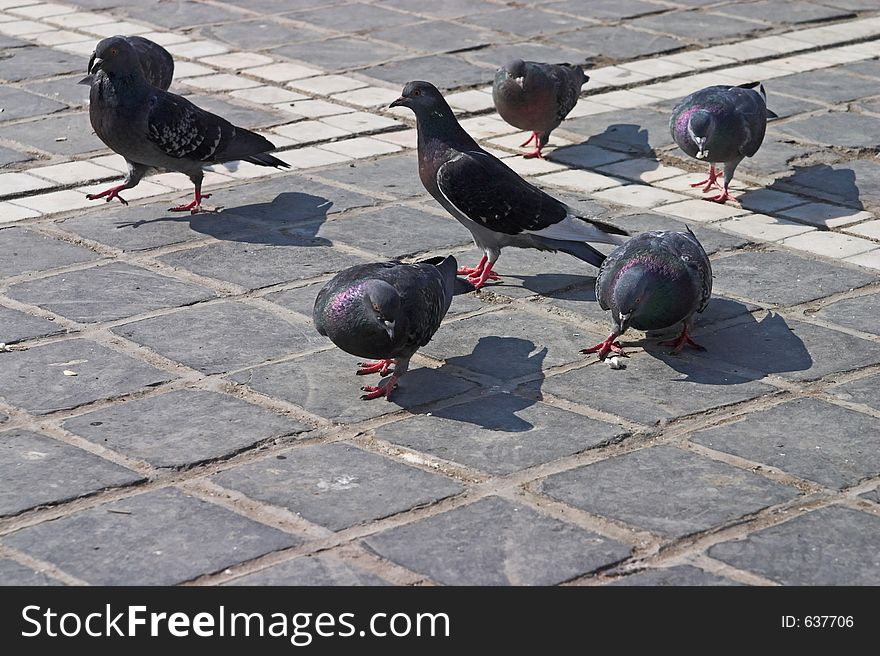 Group of pigeons close-up on city square