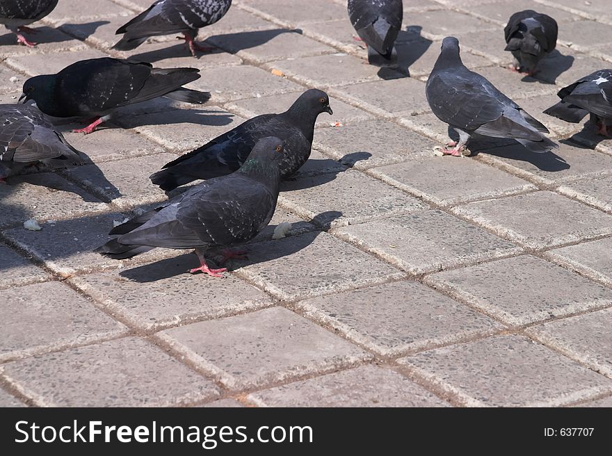 Pigeons group on city square