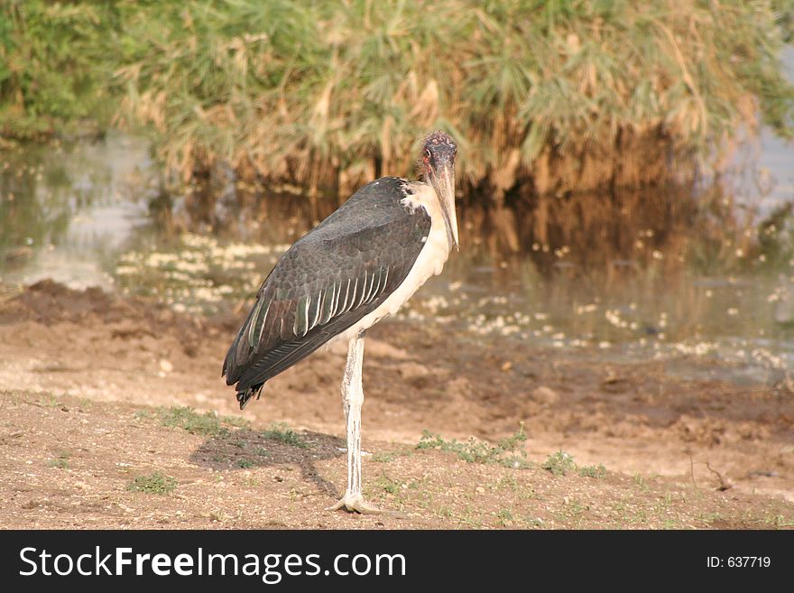 Heron In Tanzania.