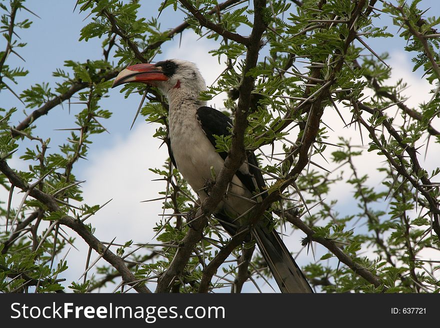 Hornbill in tree, Tanzania, Africa. Hornbill in tree, Tanzania, Africa