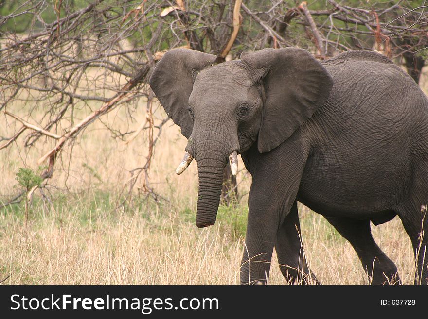 You will note the trunk has been torn off in fight or accident. It was interesting to see the other elephants ostracise this one, making him eat separately. You will note the trunk has been torn off in fight or accident. It was interesting to see the other elephants ostracise this one, making him eat separately.