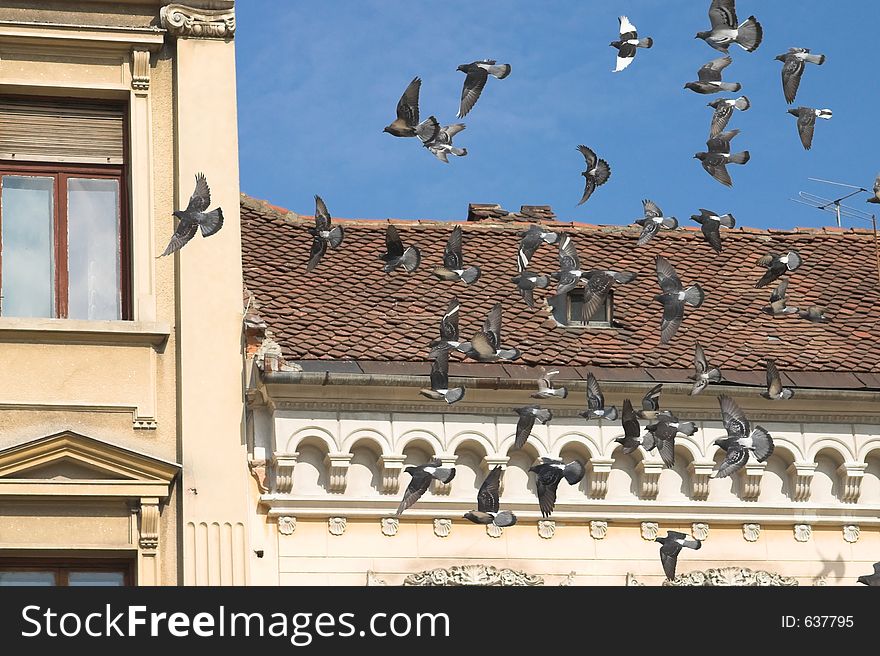Pigeons Over The Citz