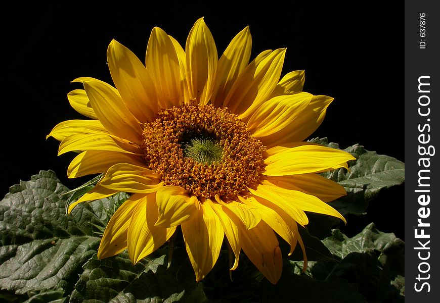 Sunflower in June in a botanic garden of Munich. Sunflower in June in a botanic garden of Munich